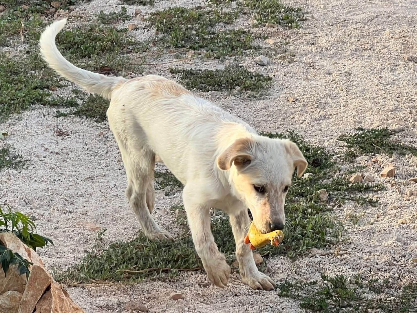 Adotta un cane, taglia media, maschio, Bari