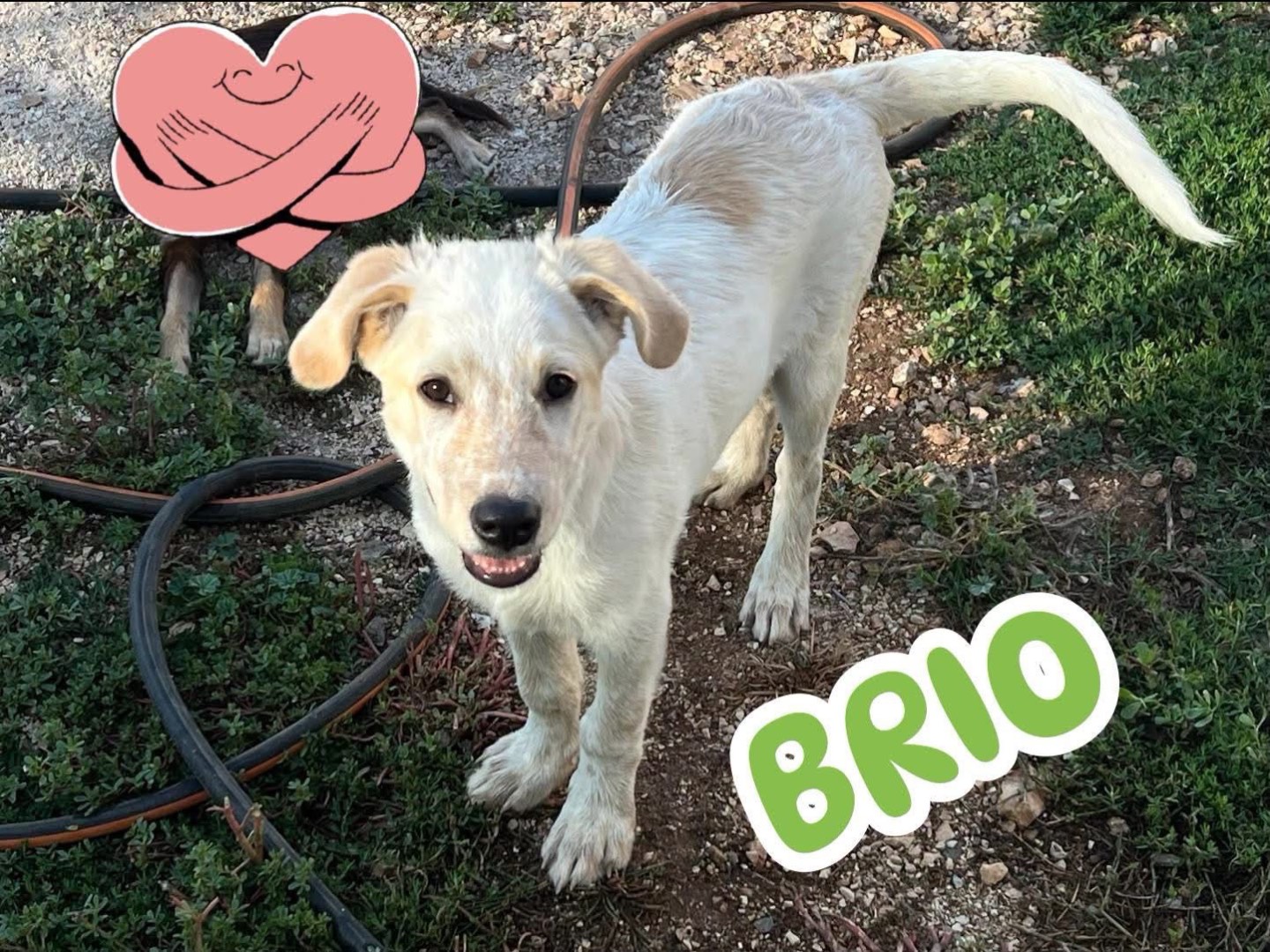Vuoi adottare un cane a Bari?