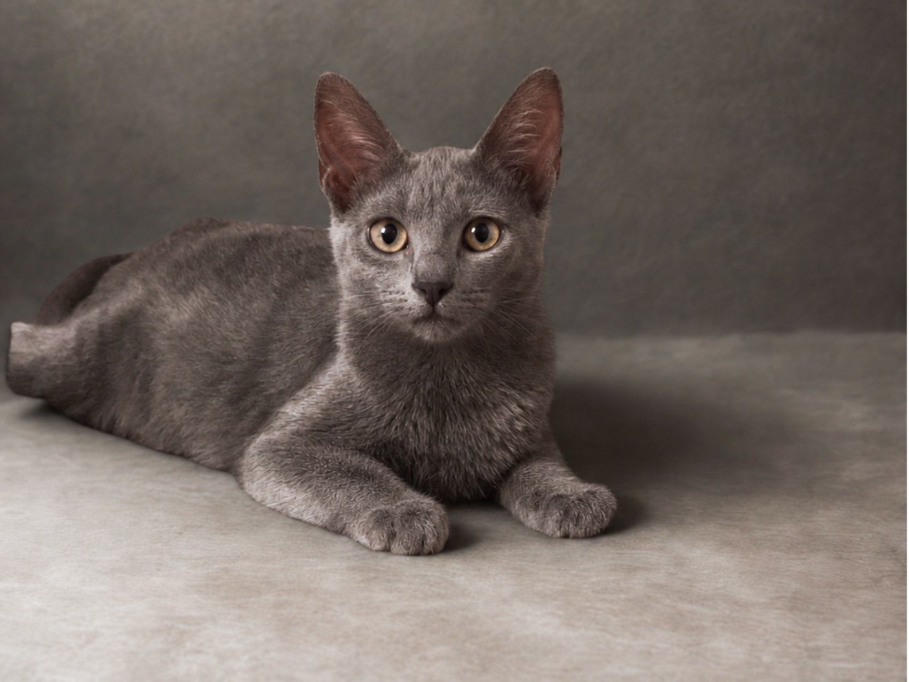 Vuoi adottare un gatto a Firenze?