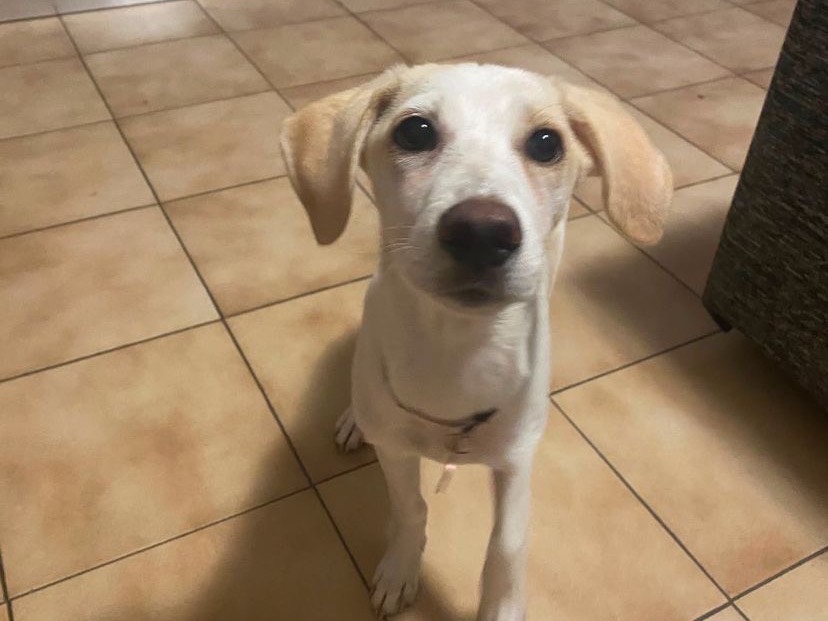 Adozione cane, femmina, Razza sconosciuta Razza sconosciuta, 5 mesi, taglia media contenuta, Napoli