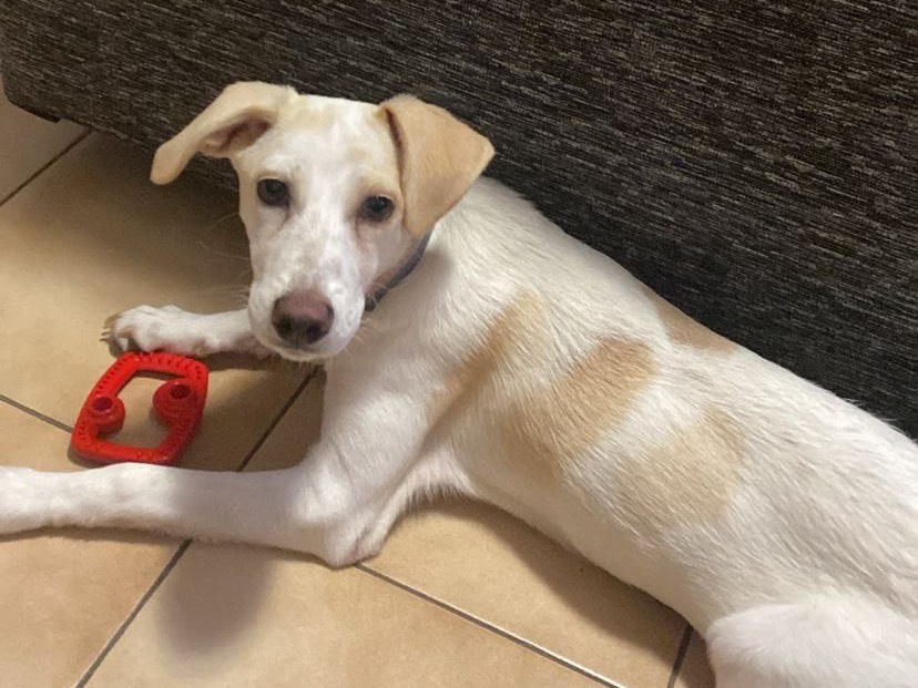 Adotta un cane, femmina, 5 mesi, Napoli