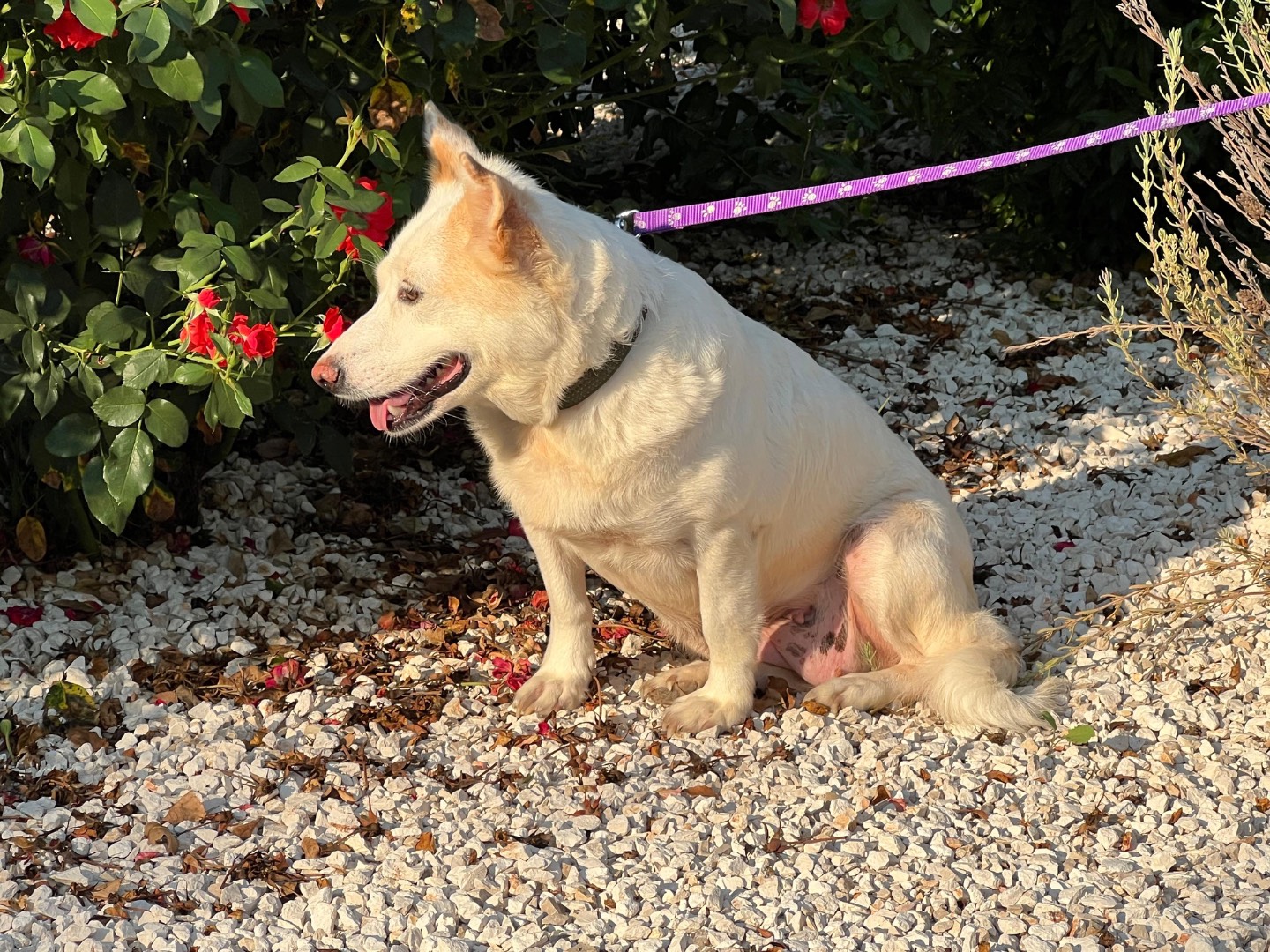 Vuoi adottare un cane a Bari?