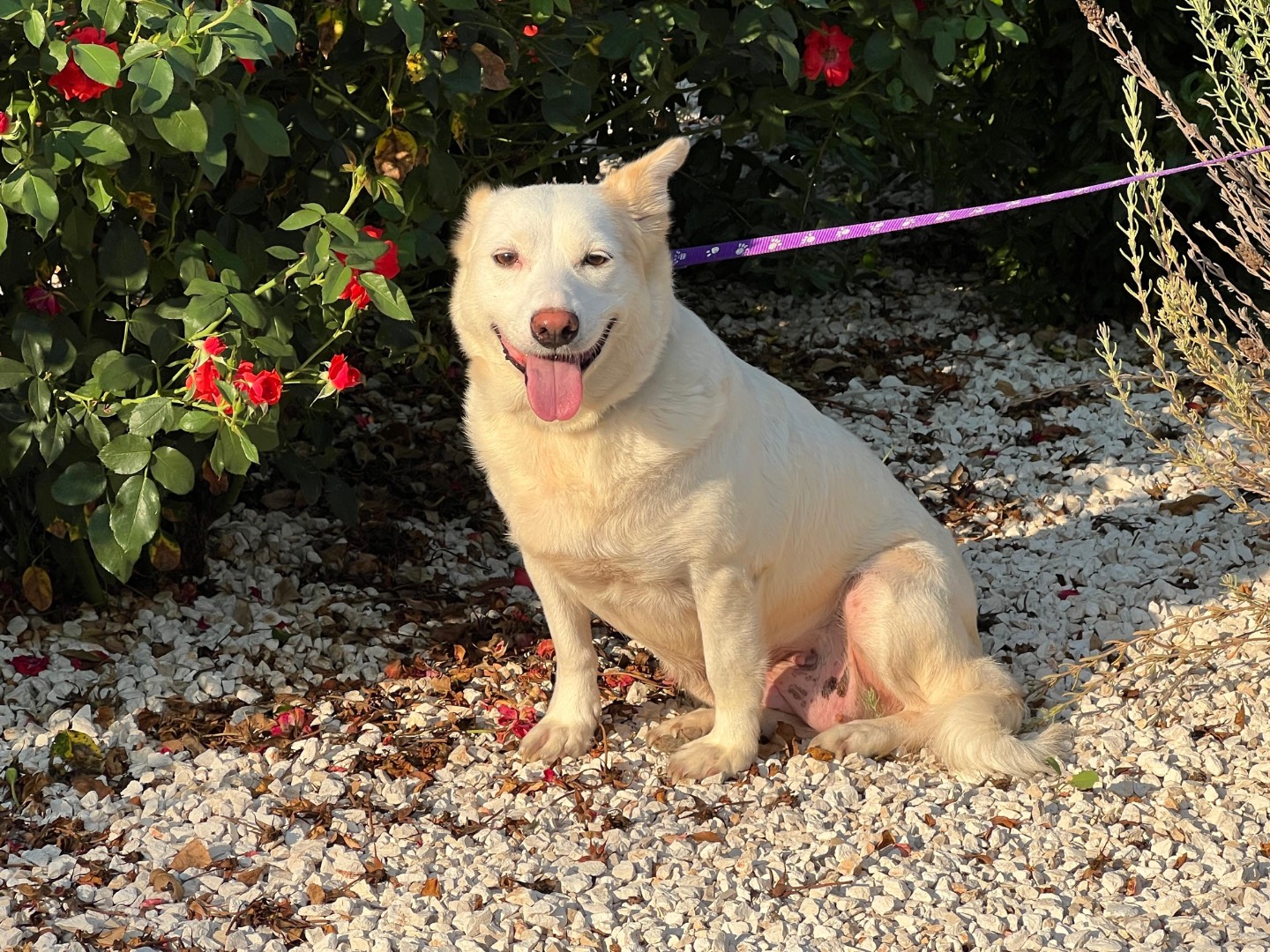 Adotta il cane BIANCA a Bari