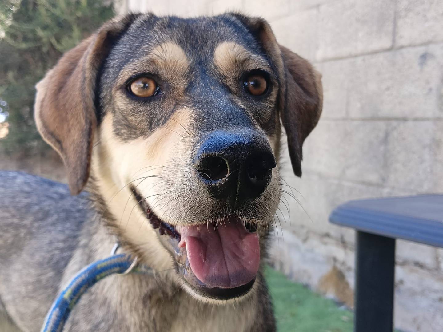 Adotta un cane, femmina, 8 mesi, Crotone
