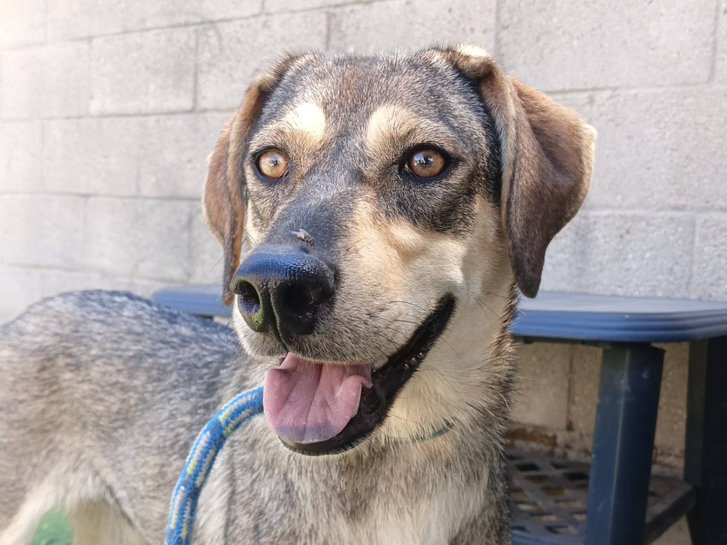 Adozione cane, femmina, Razza sconosciuta Razza sconosciuta, 8 mesi, taglia media, Crotone