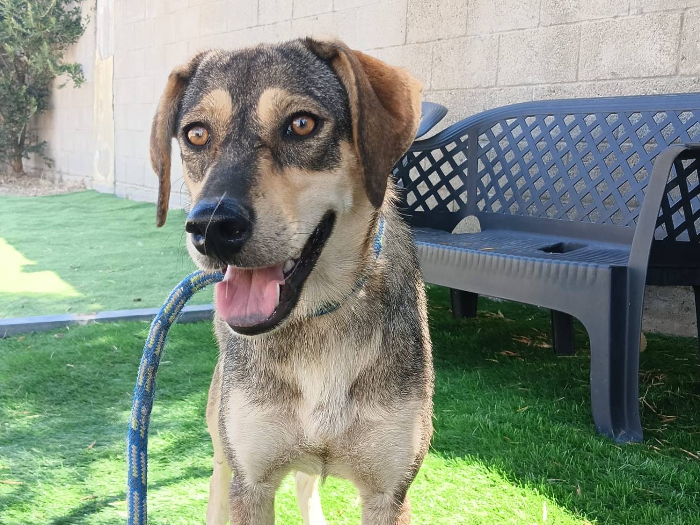Adotta un cane, taglia media, femmina, Crotone