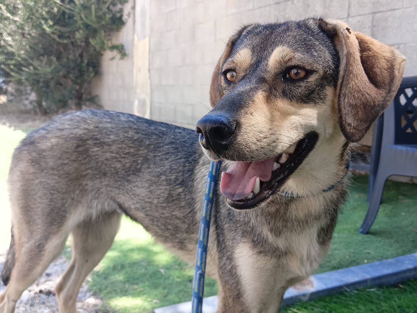 Vuoi adottare un cane a Crotone?