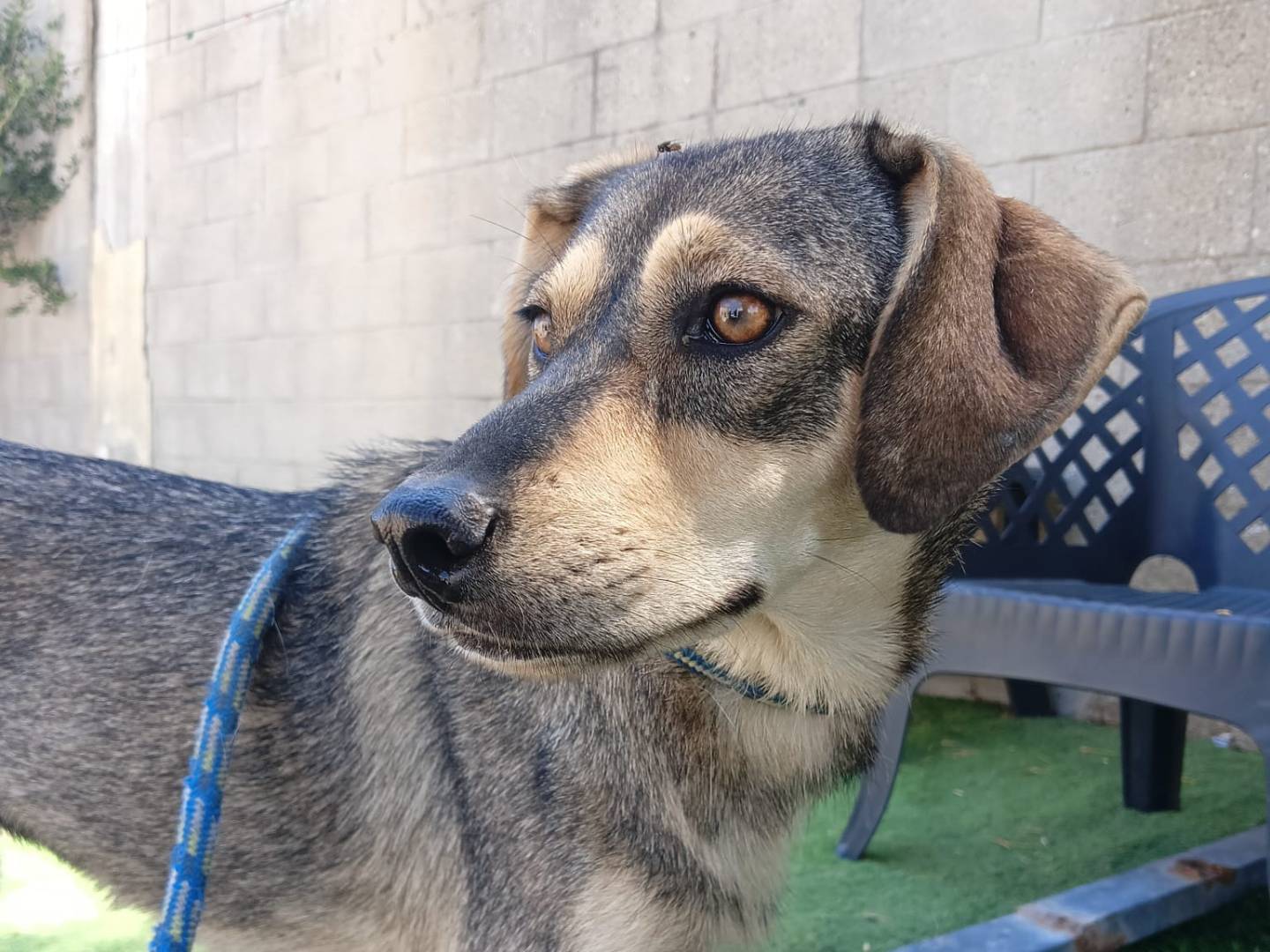 Adotta il cane Ester a Crotone