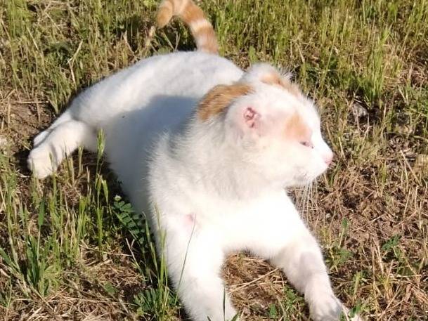 Adotta un gatto, taglia non valida, maschio, Torino