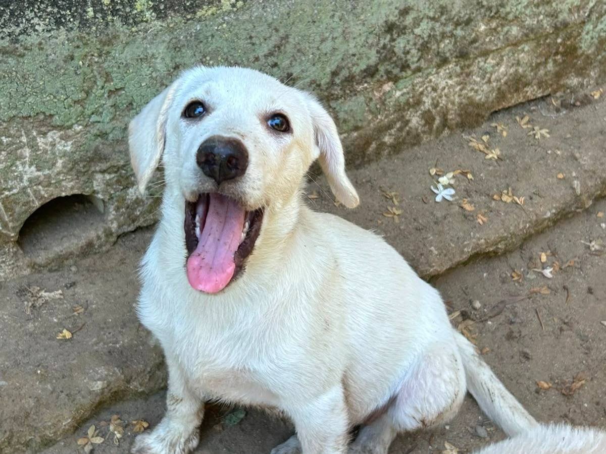 Vuoi adottare un cane a Messina?