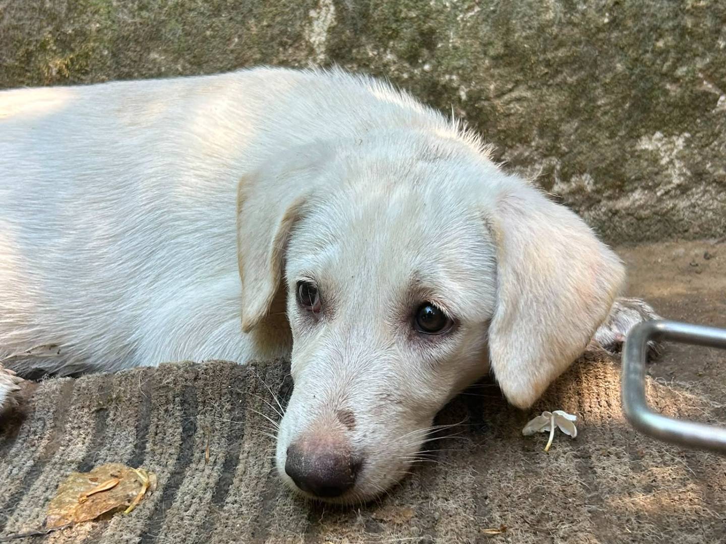 Adotta un cane, femmina, 3 mesi, Messina