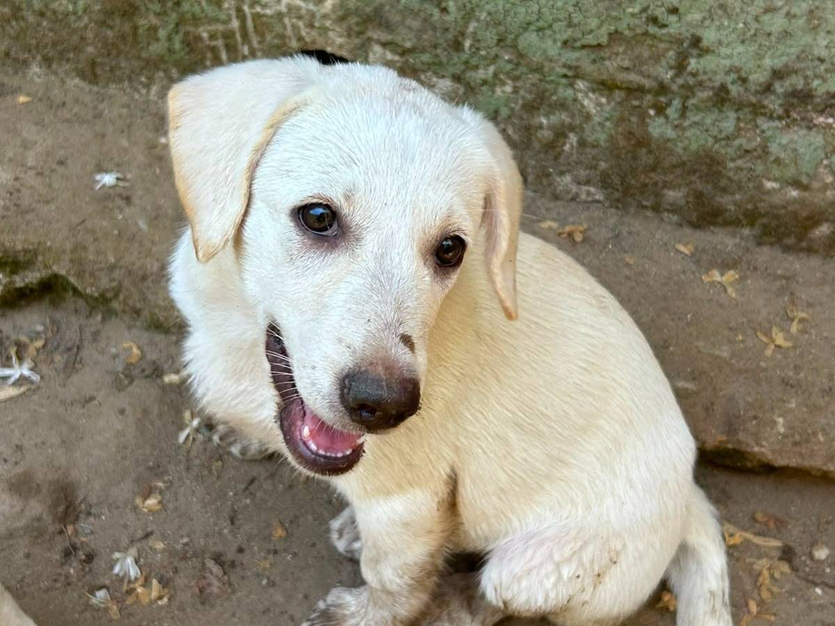 Adotta il cane Alba a Messina