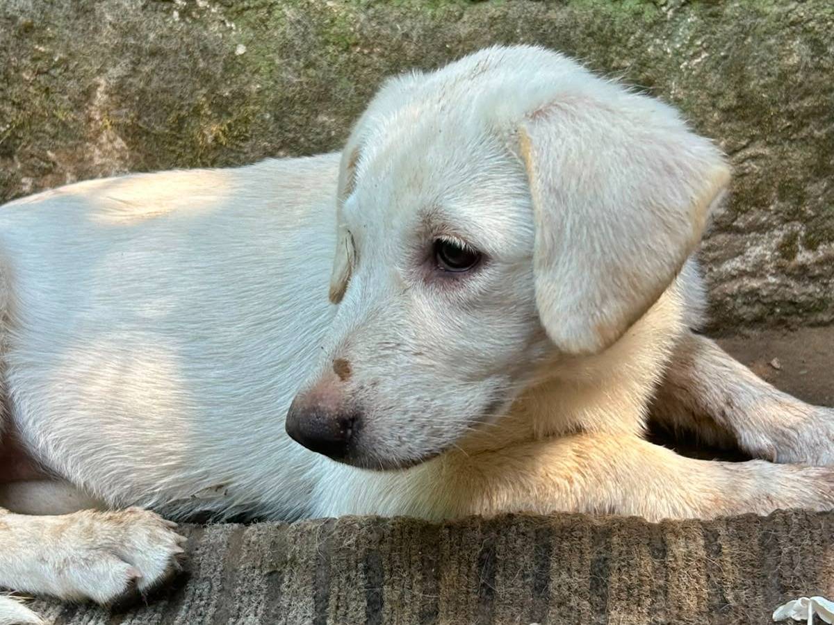 Adotta un cane, taglia media, femmina, Messina