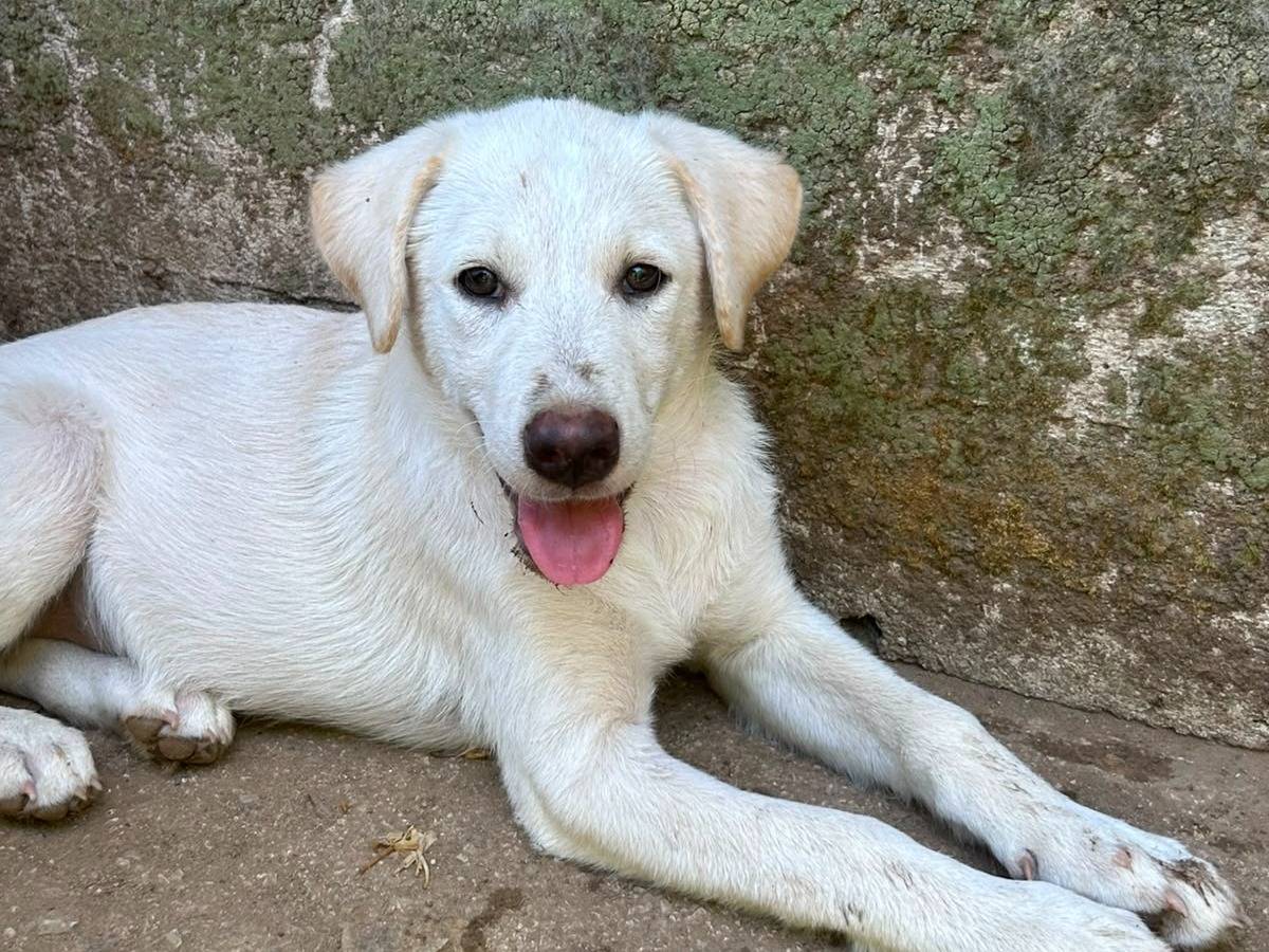 Vuoi adottare un cane a Messina?