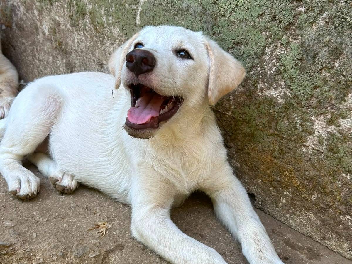 Adotta il cane Luce  a Messina