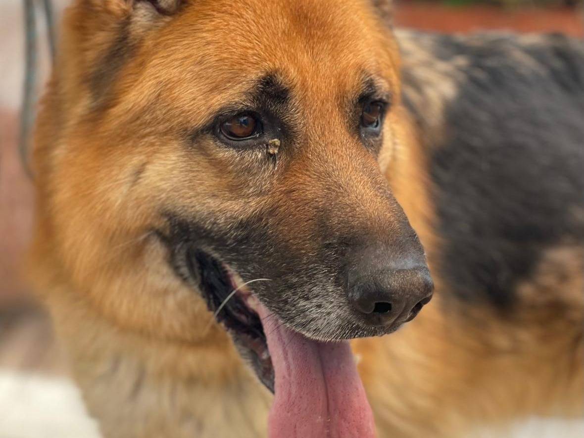 Adozione cane, maschio, Razza sconosciuta Razza sconosciuta, 7 anni e 5 mesi, taglia grande, Milano