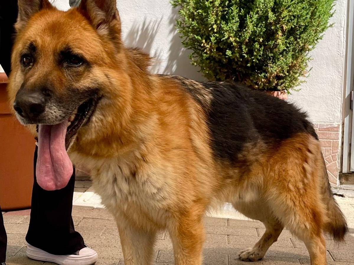 Adotta un cane, maschio, 7 anni e 5 mesi, Milano
