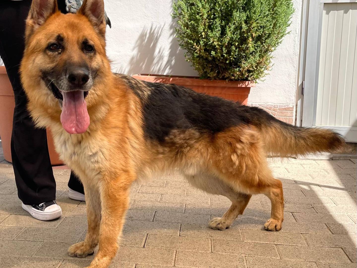 Adotta un cane, taglia grande, maschio, Milano