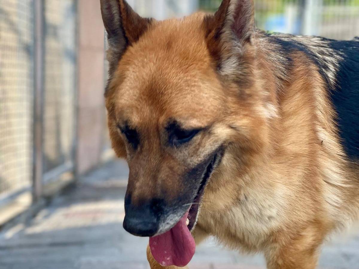 Vuoi adottare un cane a Milano?
