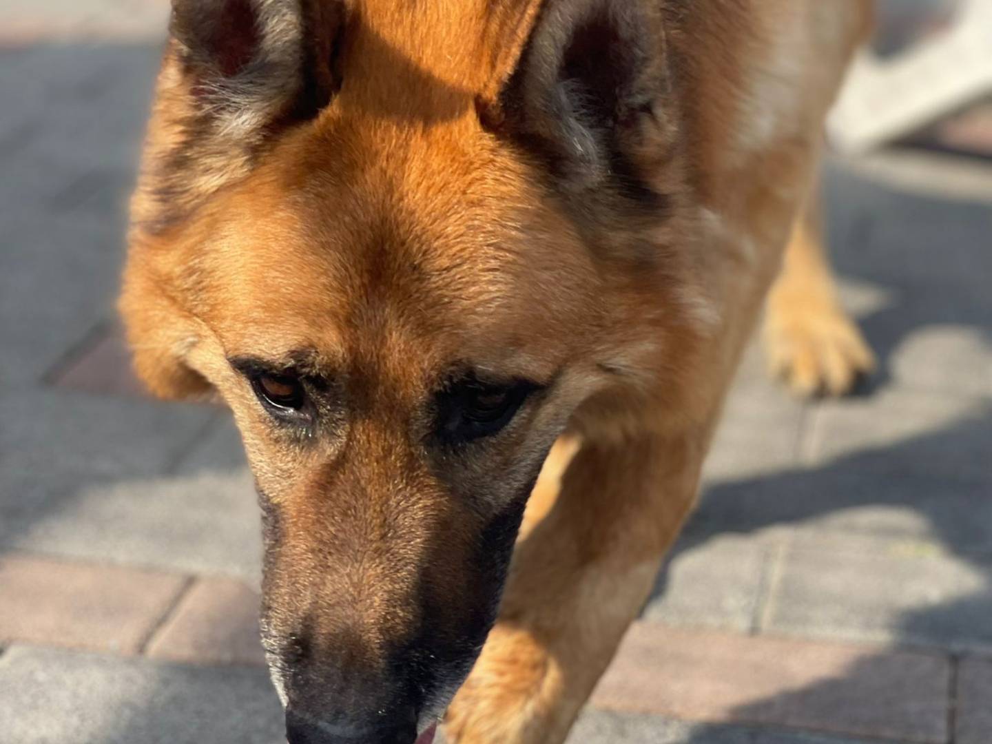 Adotta il cane RAMOS a Milano