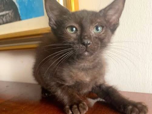 Adozione gatto, femmina, Razza sconosciuta Razza sconosciuta, 2 mesi, taglia non valida, Bari
