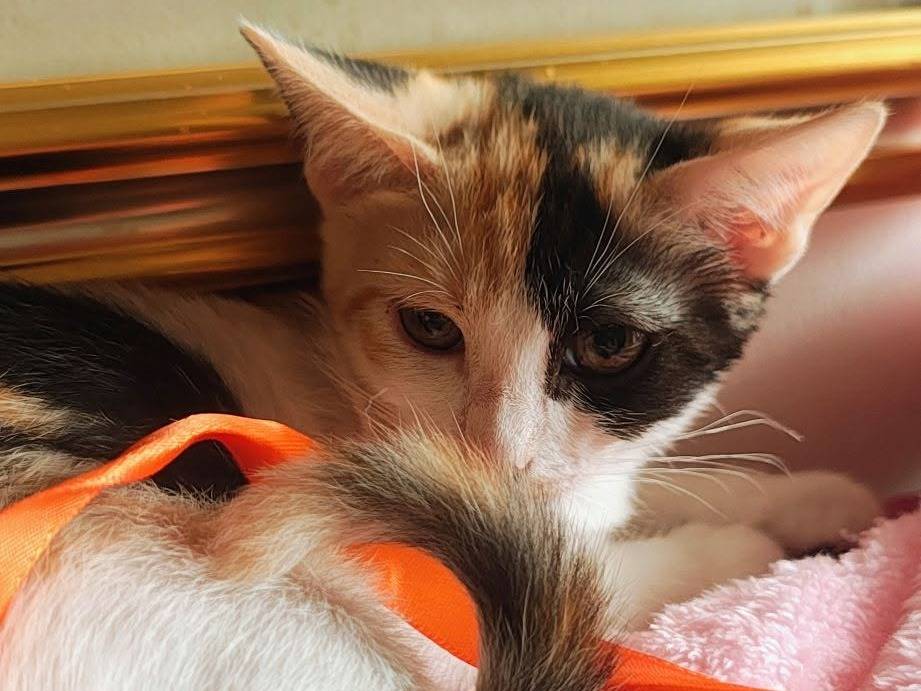 Adozione gatto, femmina, Razza sconosciuta Razza sconosciuta, 3 mesi, taglia non valida, Bari