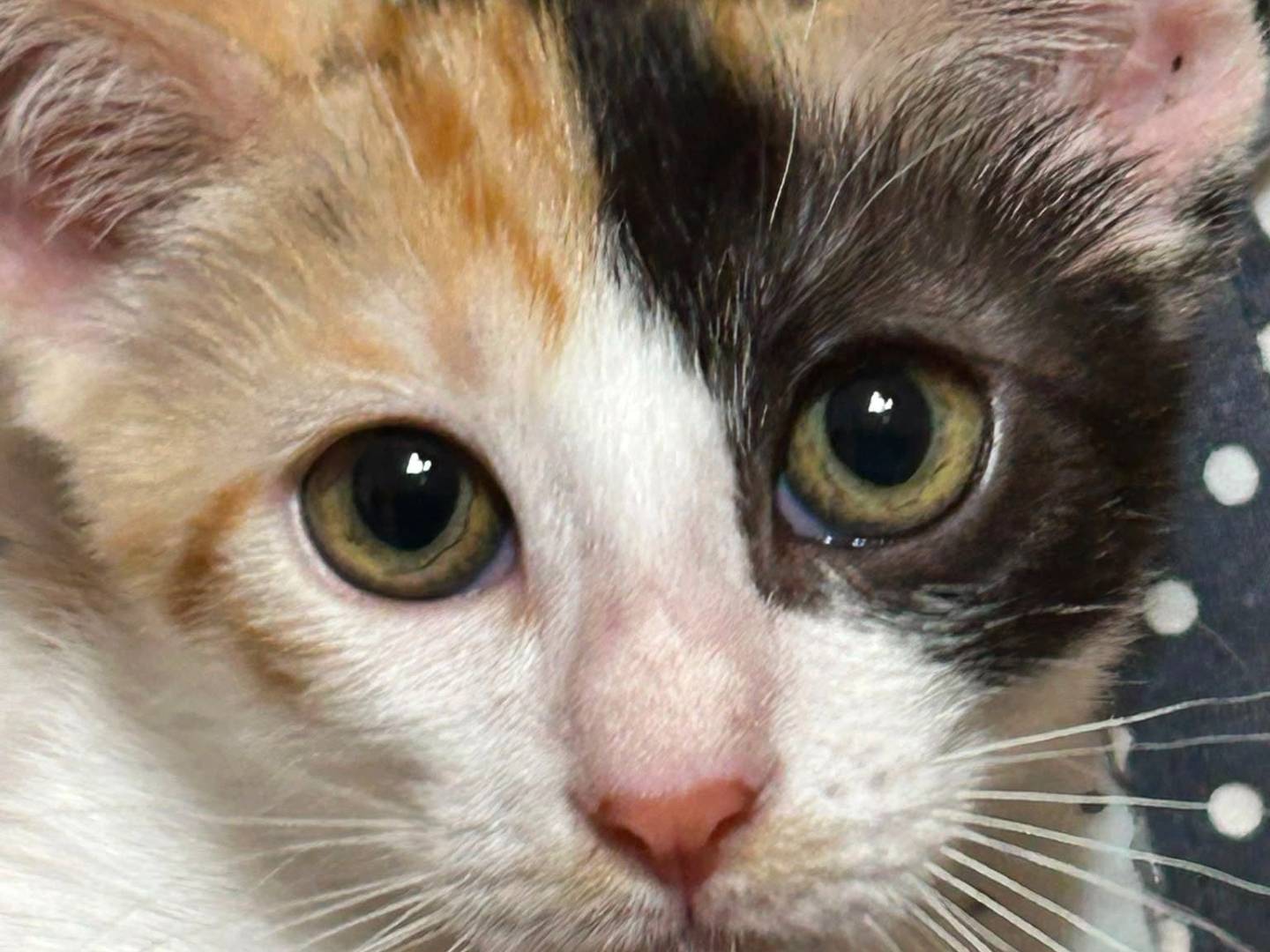 Adotta un gatto, femmina, 3 mesi, Bari