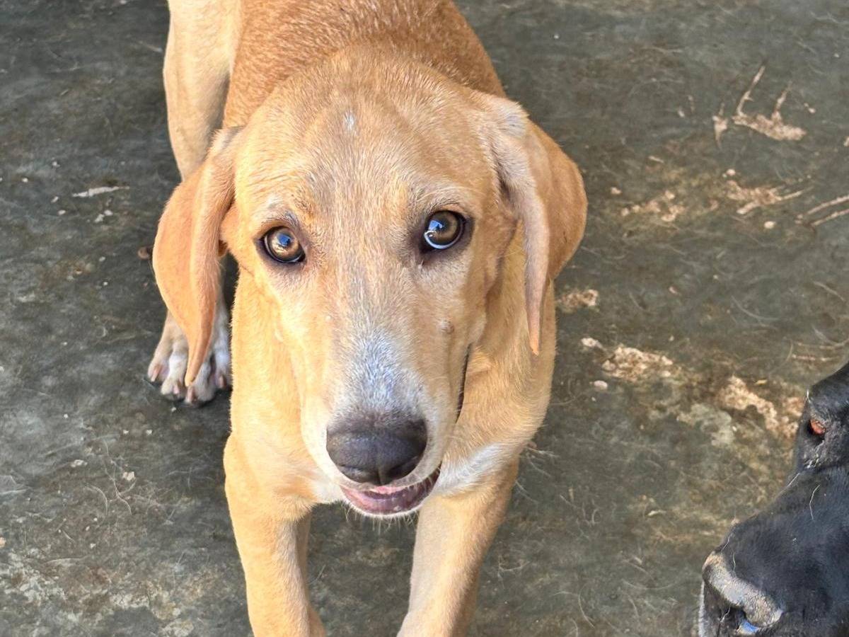 Adozione cane, maschio, Razza sconosciuta Razza sconosciuta, 4 mesi, taglia media, Ragusa