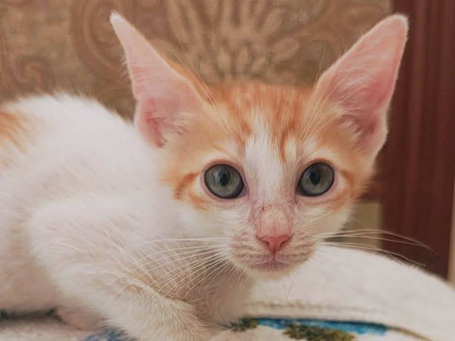 Adotta un gatto, maschio, 2 mesi, Bari