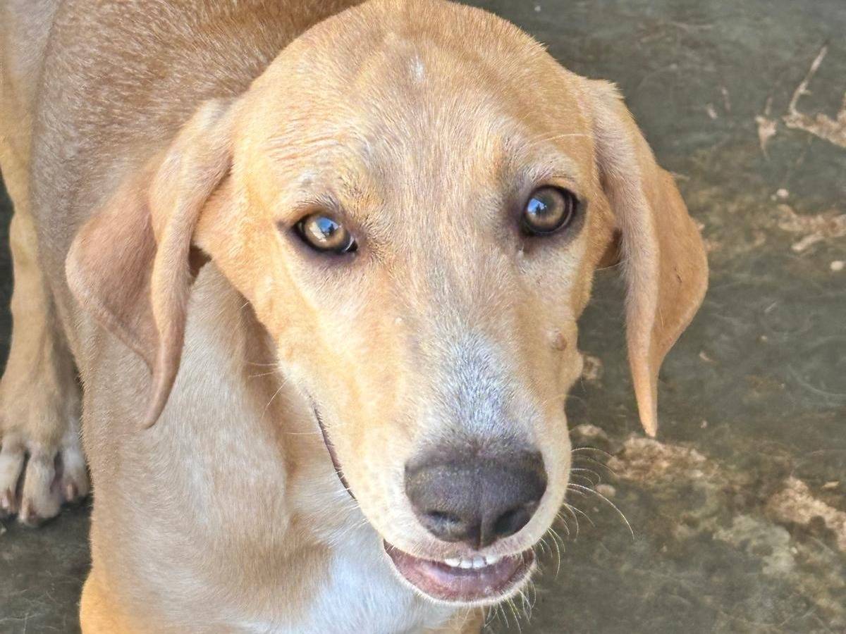 Adotta un cane, maschio, 4 mesi, Ragusa