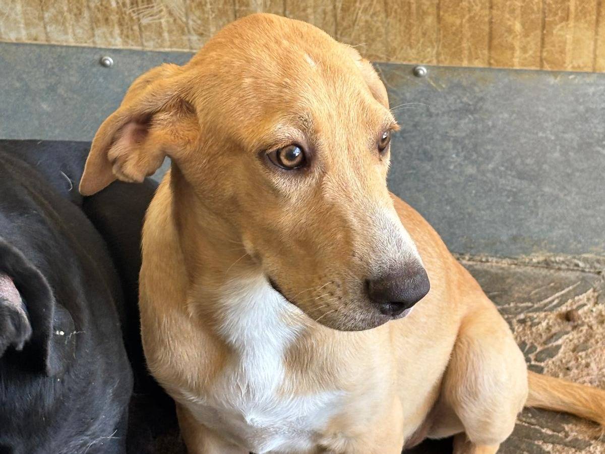 Adotta un cane, taglia media, maschio, Ragusa