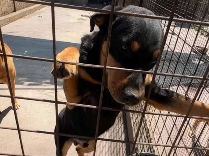 Vuoi adottare un cane a Siracusa?