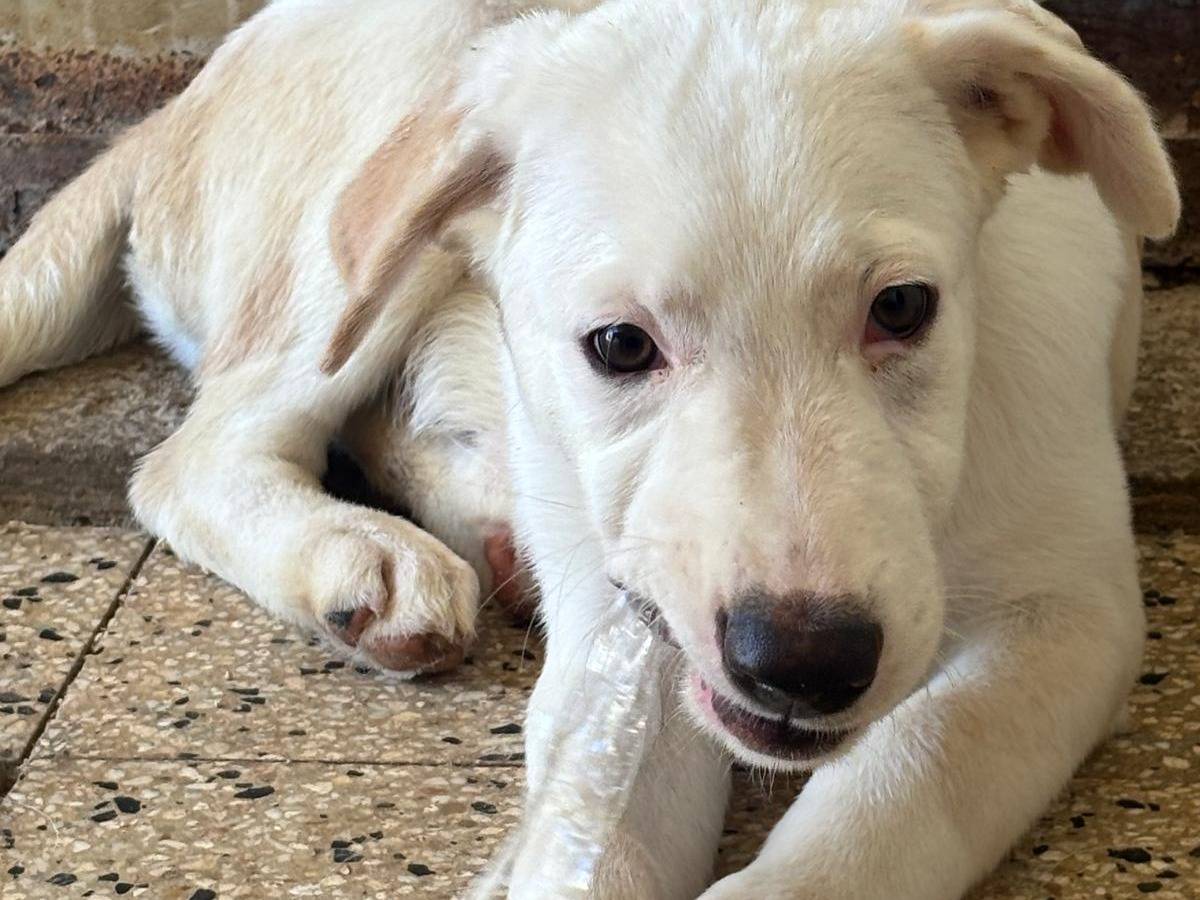 Adotta un cane, maschio, 3 mesi, Ragusa