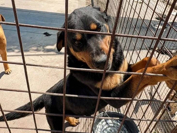 Adotta il cane ROY a Siracusa