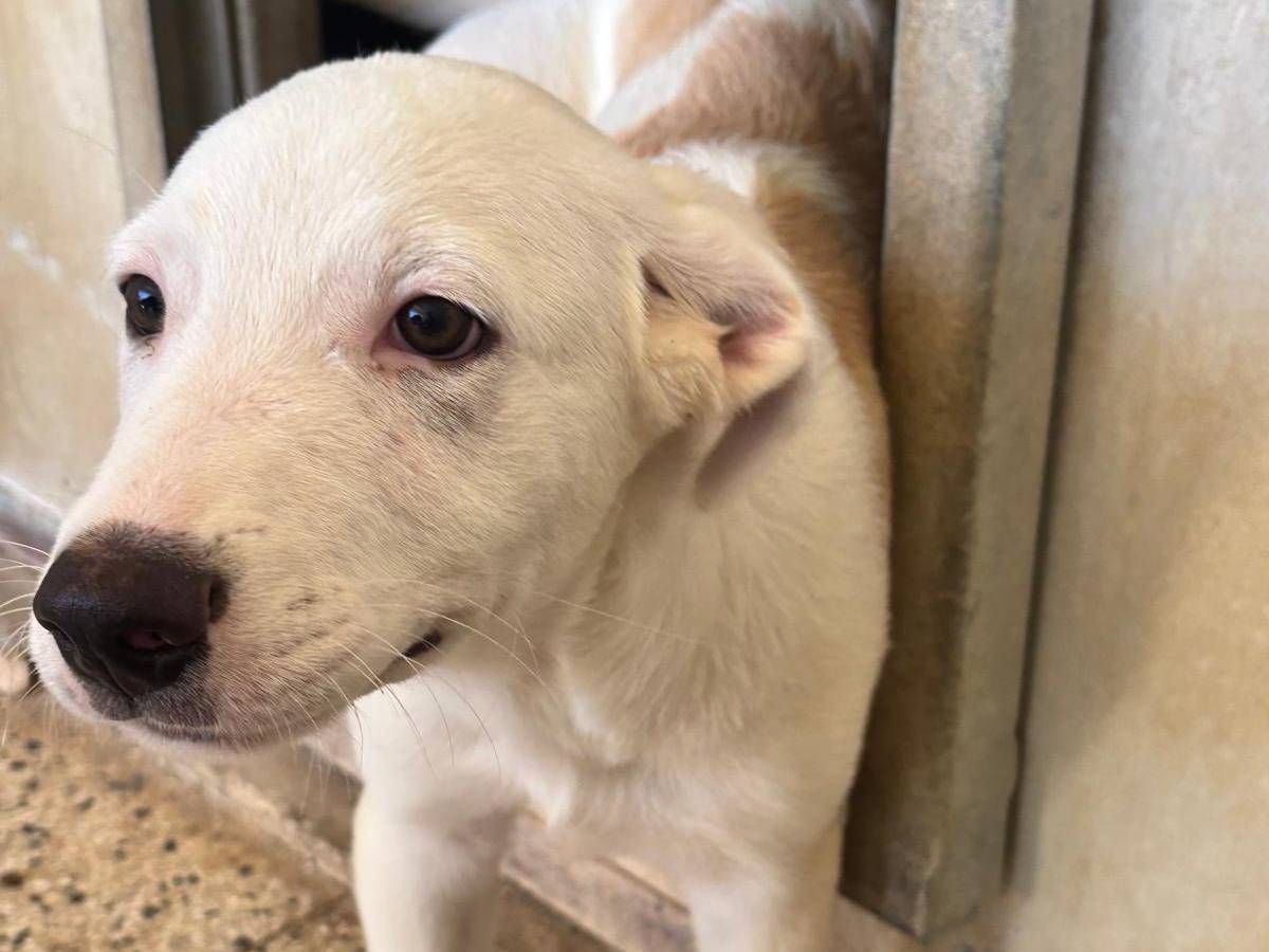 Adotta un cane, taglia media, maschio, Ragusa