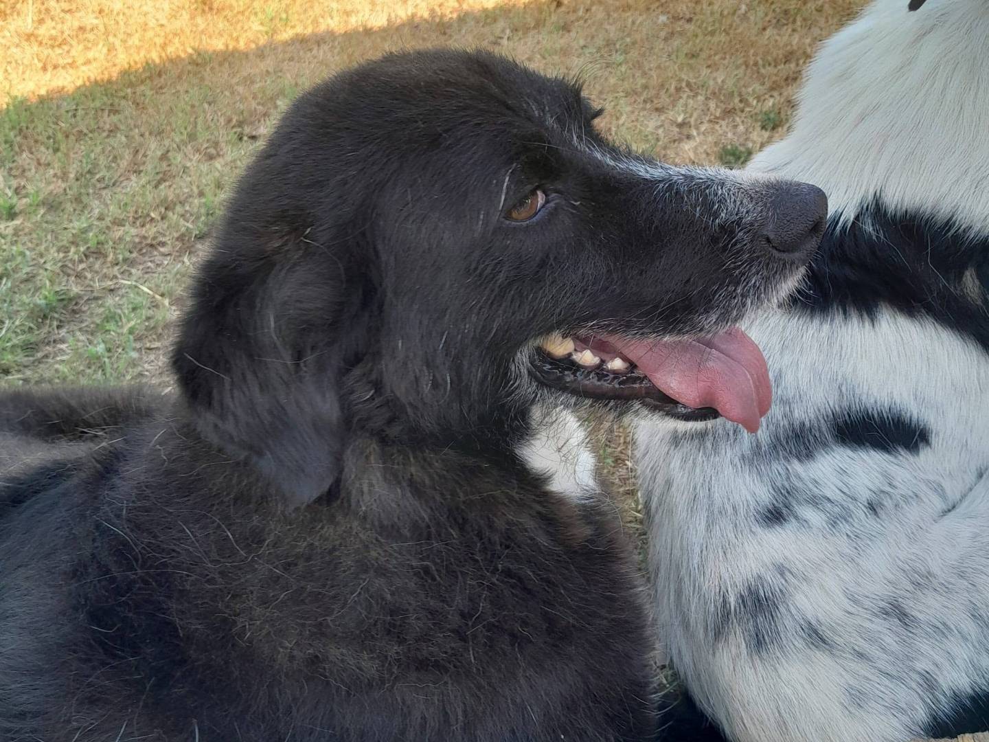 Adozione cane, femmina, Razza sconosciuta Razza sconosciuta, 6 anni, taglia media, Pavia