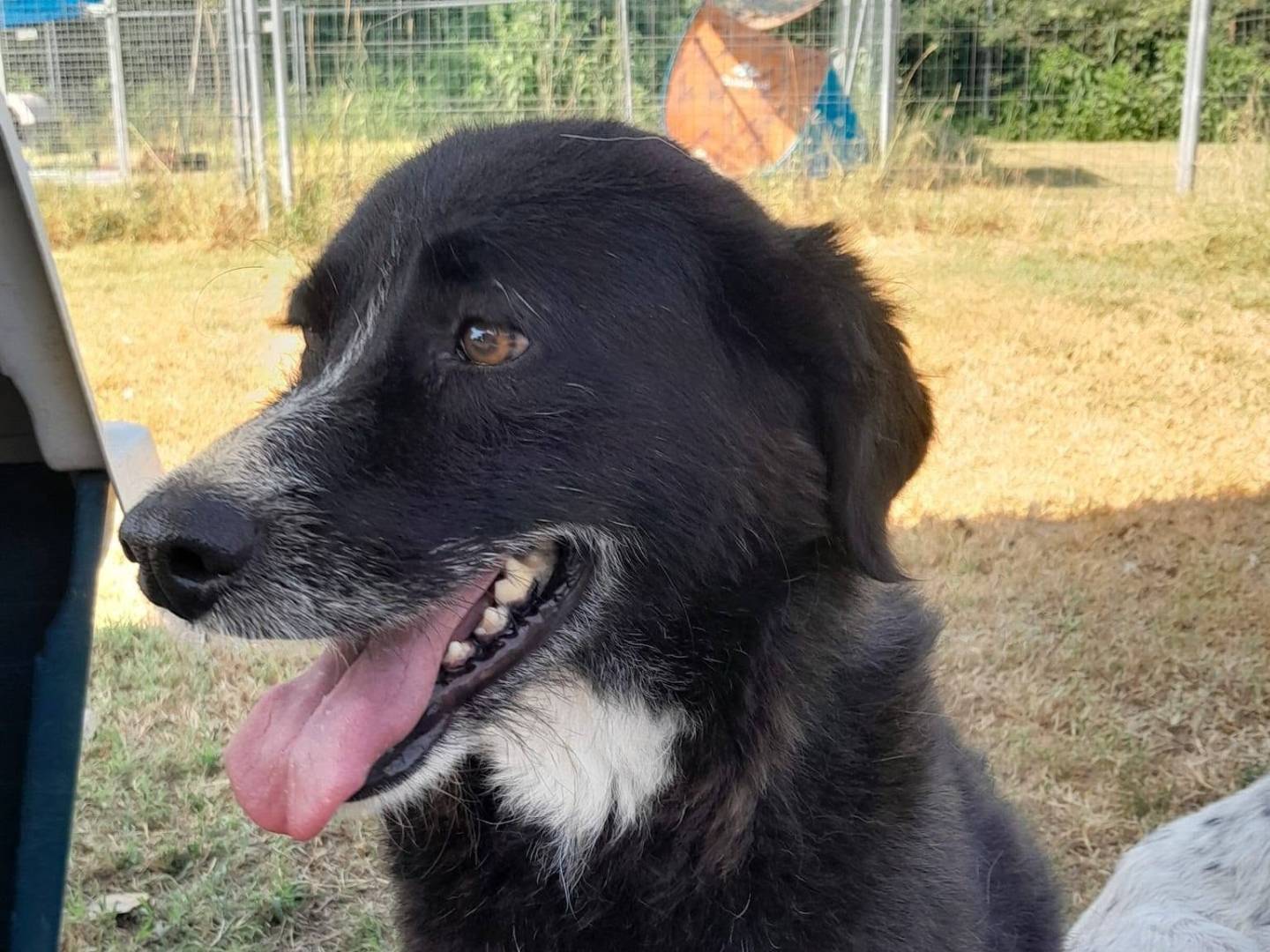 Adotta un cane, femmina, 6 anni, Pavia