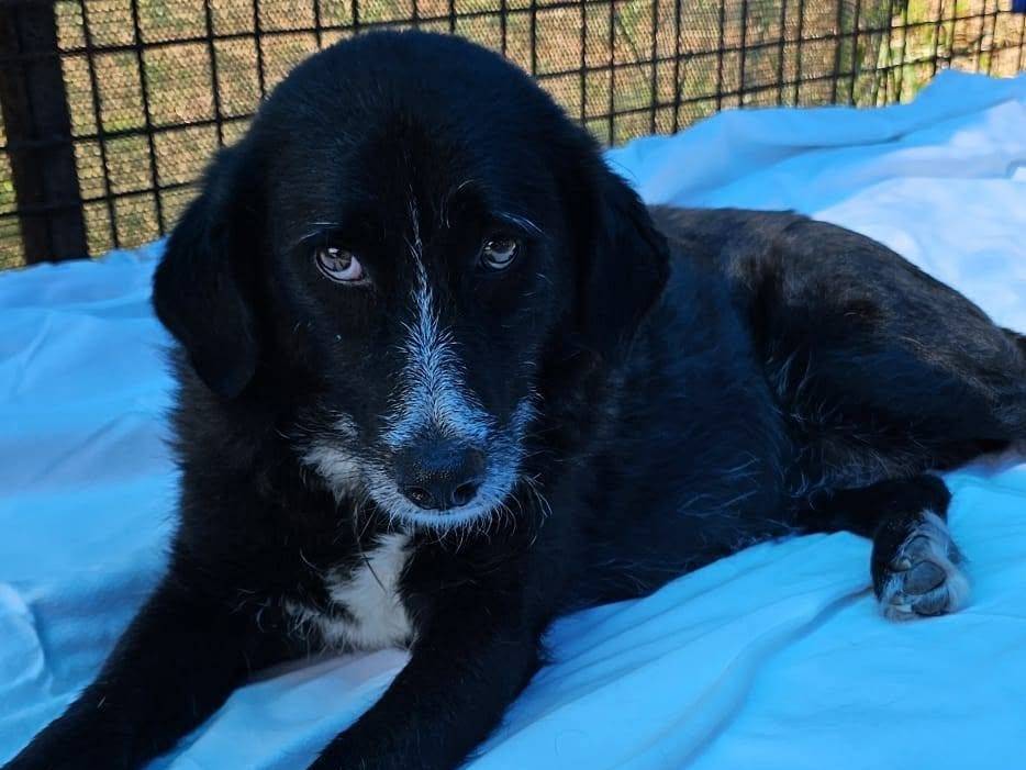 Adotta un cane, taglia media, femmina, Pavia