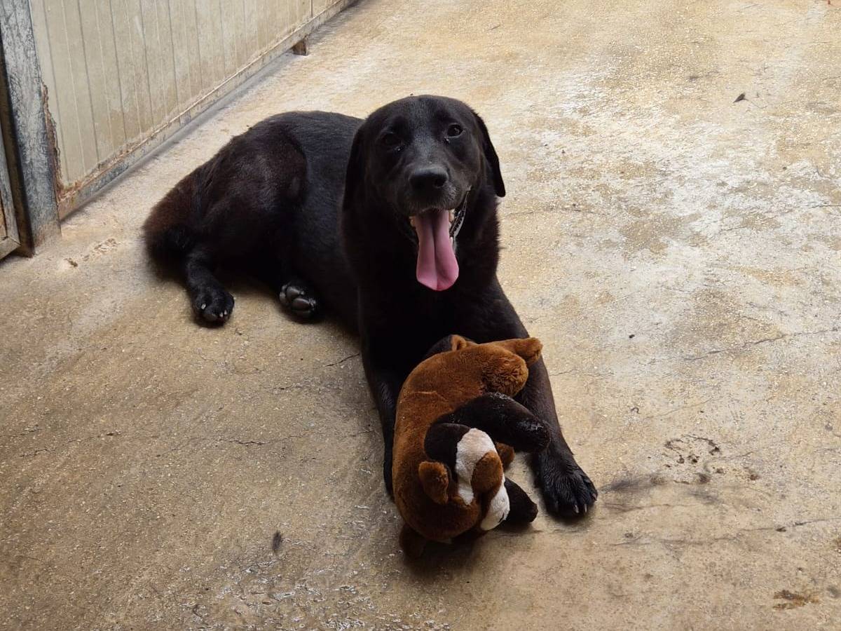 Adotta un cane, maschio, 3 anni e 4 mesi, Ragusa