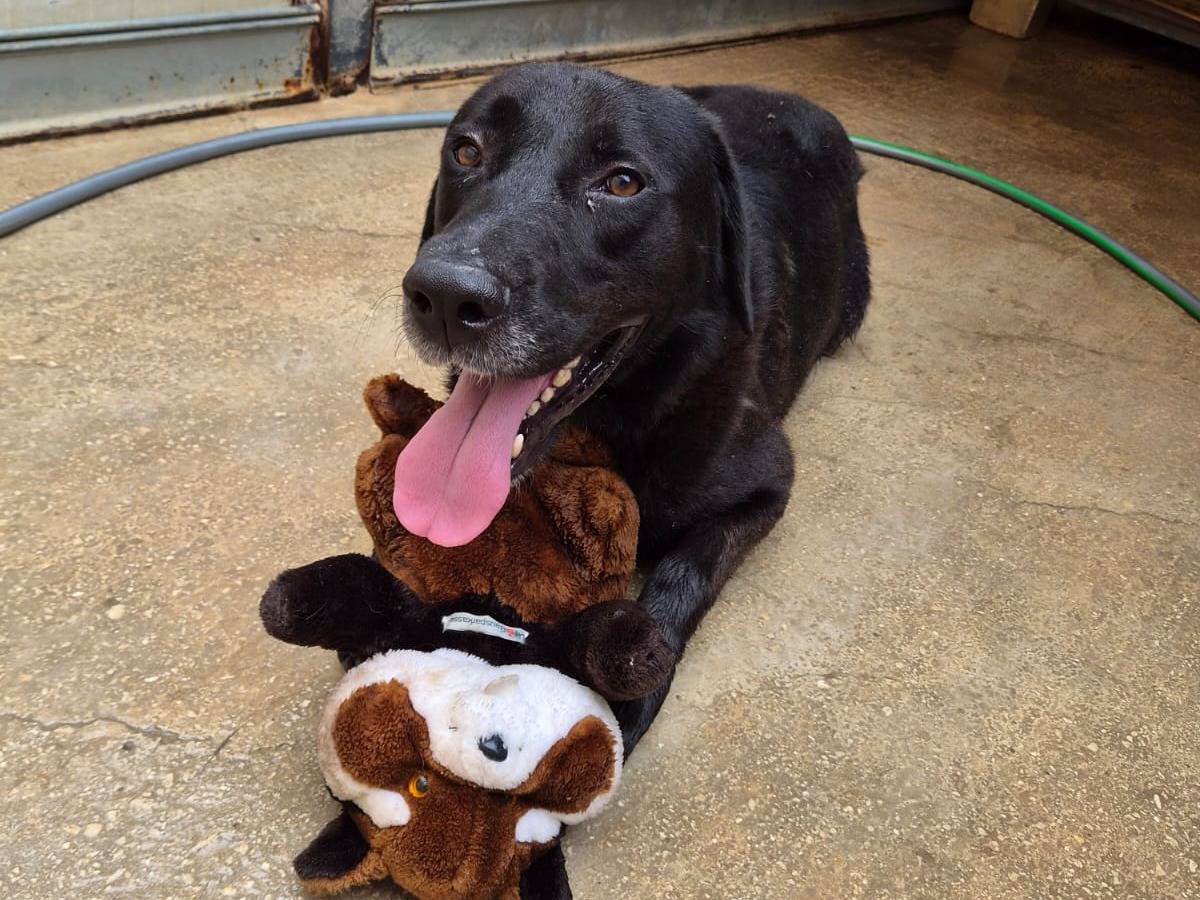 Adozione cane, maschio, Labrador Retriever Razza sconosciuta, 3 anni e 4 mesi, taglia media, Ragusa