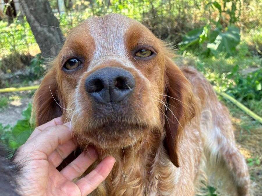 Adozione cane, maschio, Razza sconosciuta Razza sconosciuta, 3 anni e 8 mesi, taglia media contenuta, Pavia
