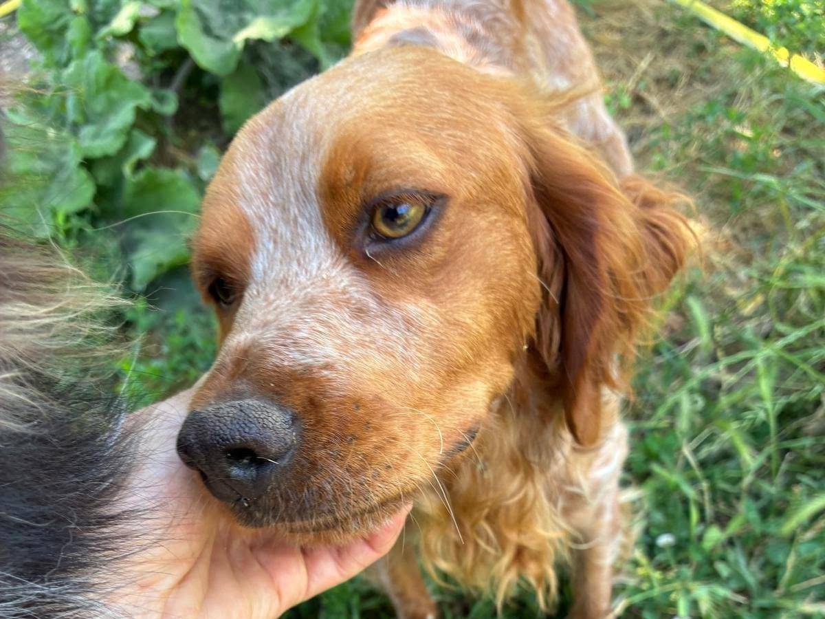 Adotta un cane, maschio, 3 anni e 8 mesi, Pavia