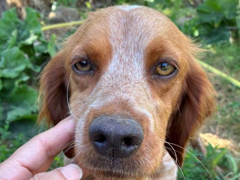 Adotta un cane, taglia media contenuta, maschio, Pavia