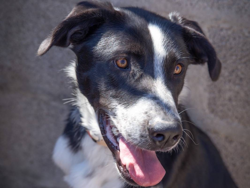 Adozione cane, femmina, Razza sconosciuta Razza sconosciuta, 1 anno e 11 mesi, taglia grande, Bari