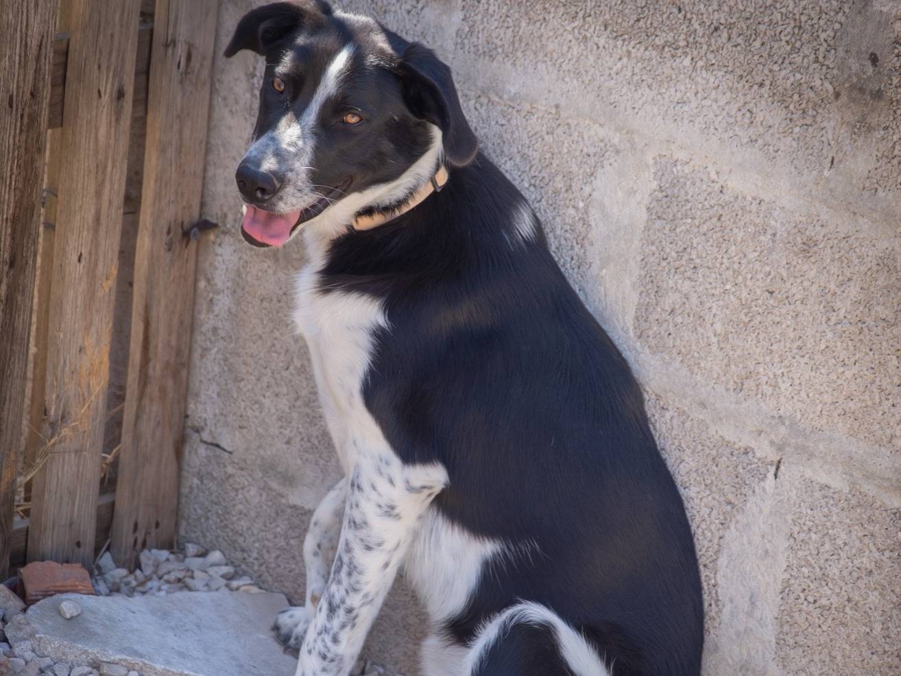 Adotta un cane, femmina, 1 anno e 11 mesi, Bari