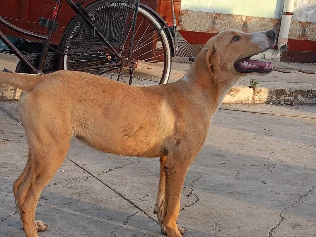 Adozione cane, femmina, Razza sconosciuta Razza sconosciuta, 5 mesi, taglia media, Ragusa