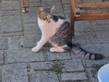 Foto 3 dell'animale