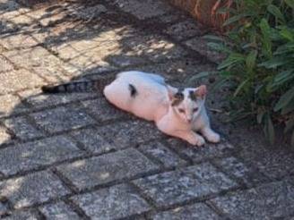 Vuoi adottare un gatto a Pavia?