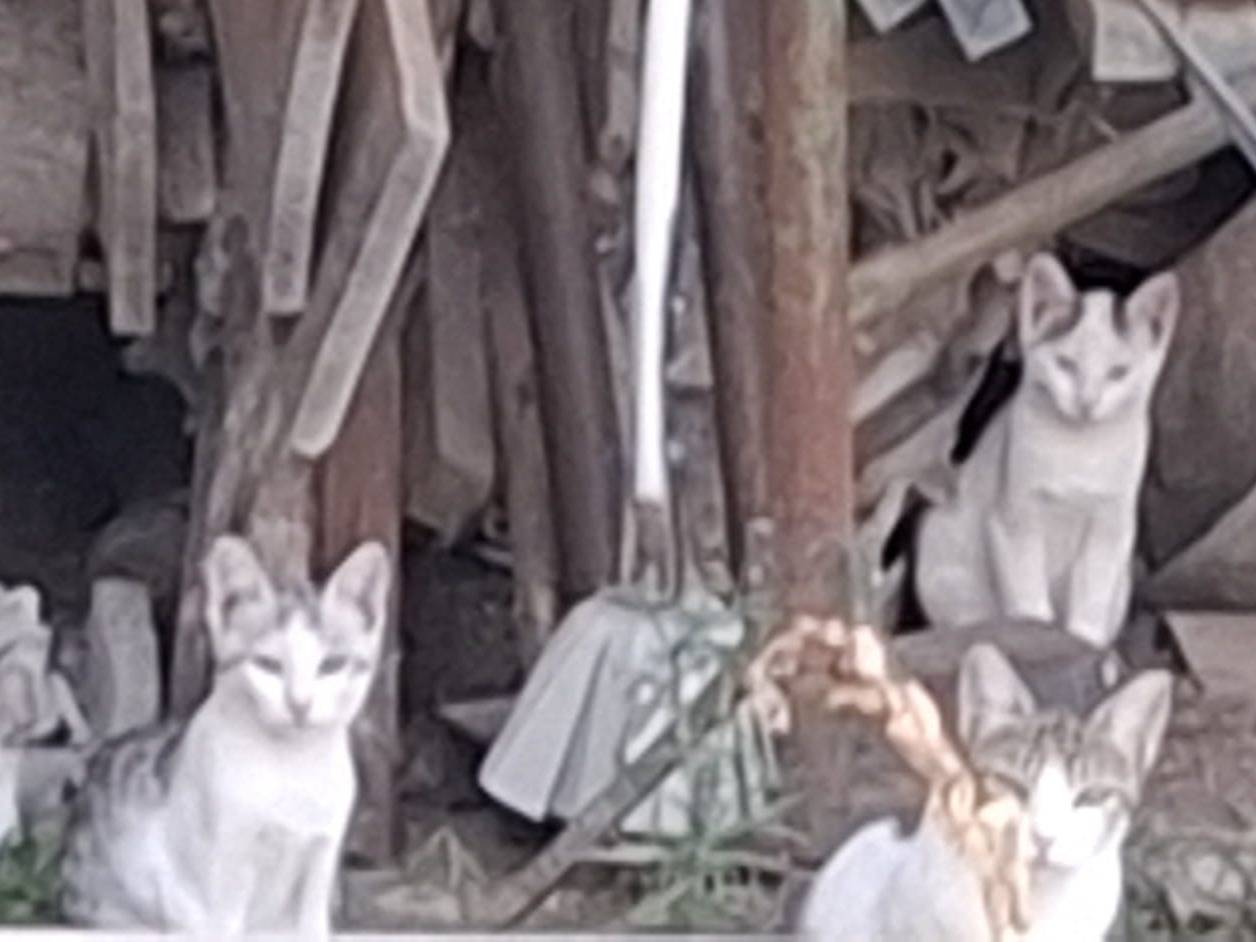Adotta il gatto Bim Bum Bam a Pavia