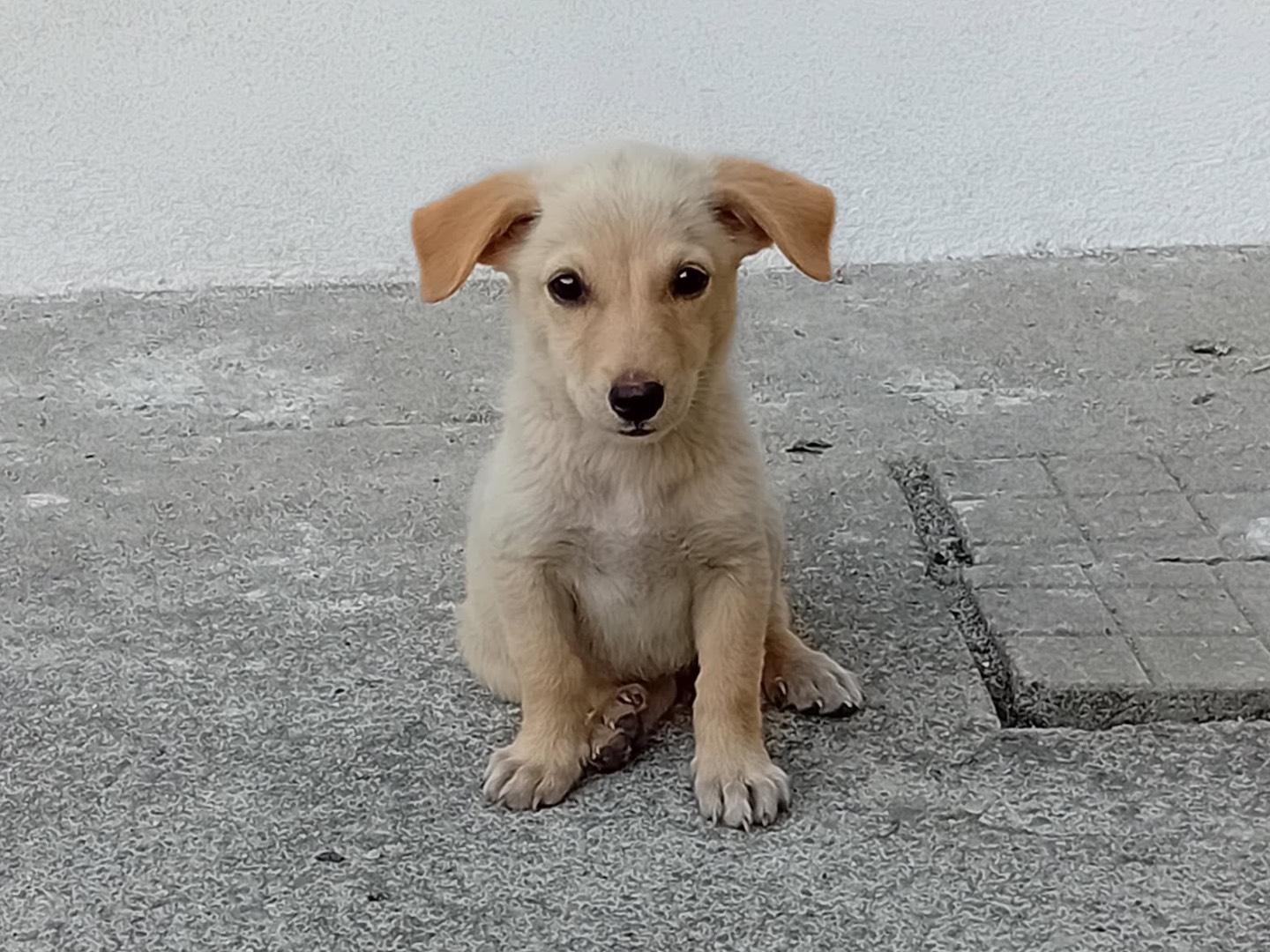 Adozione cane, femmina, Razza sconosciuta Razza sconosciuta, 3 mesi, taglia piccola, Trento